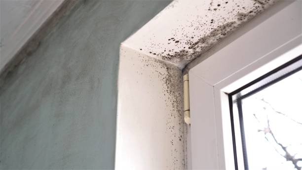 Best Fast Mold Removal  in Dana Point, CA