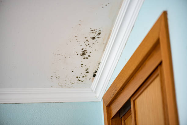 Best Professional Mold Removal  in Dana Point, CA