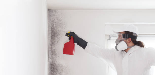 Best Certified Mold Removal  in Dana Point, CA