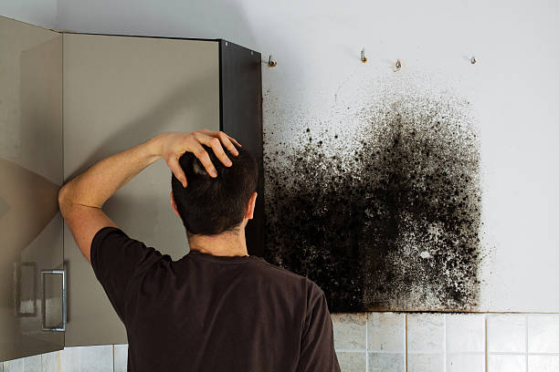 Best Mold Damage Repair  in Dana Point, CA