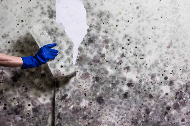 Best Residential Mold Removal  in Dana Point, CA